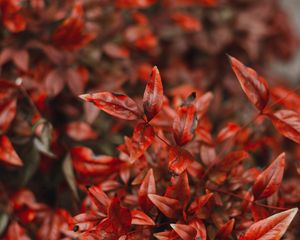 Preview wallpaper leaves, branches, red, autumn, macro