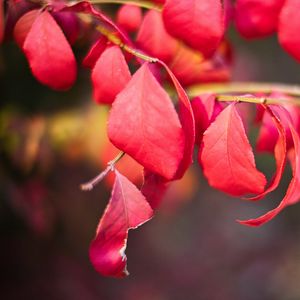 Preview wallpaper leaves, branches, red, macro, autumn