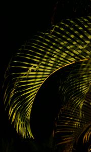 Preview wallpaper leaves, branches, shadows, light