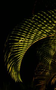 Preview wallpaper leaves, branches, shadows, light