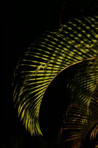 Preview wallpaper leaves, branches, shadows, light