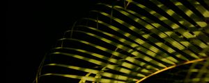 Preview wallpaper leaves, branches, shadows, light