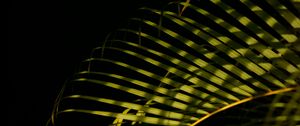 Preview wallpaper leaves, branches, shadows, light