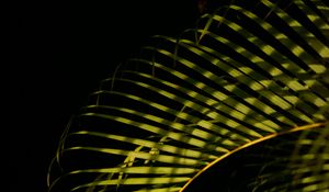 Preview wallpaper leaves, branches, shadows, light