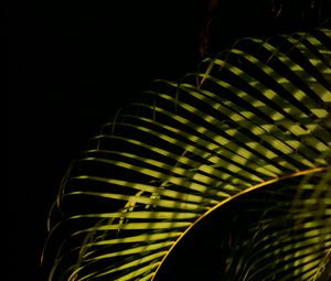 Preview wallpaper leaves, branches, shadows, light