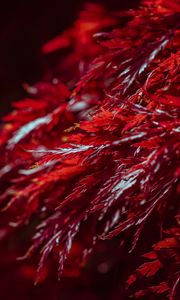 Preview wallpaper leaves, branches, shadows, red