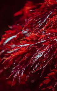 Preview wallpaper leaves, branches, shadows, red