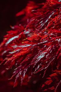Preview wallpaper leaves, branches, shadows, red