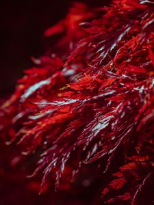 Preview wallpaper leaves, branches, shadows, red