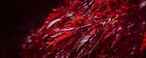 Preview wallpaper leaves, branches, shadows, red