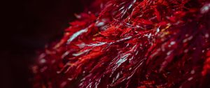 Preview wallpaper leaves, branches, shadows, red