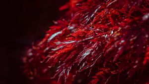 Preview wallpaper leaves, branches, shadows, red