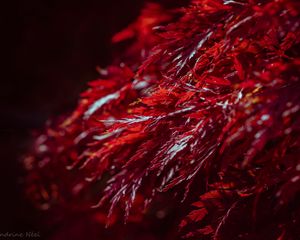 Preview wallpaper leaves, branches, shadows, red
