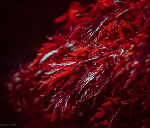 Preview wallpaper leaves, branches, shadows, red