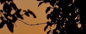 Preview wallpaper leaves, branches, silhouette, sunset