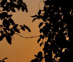 Preview wallpaper leaves, branches, silhouette, sunset