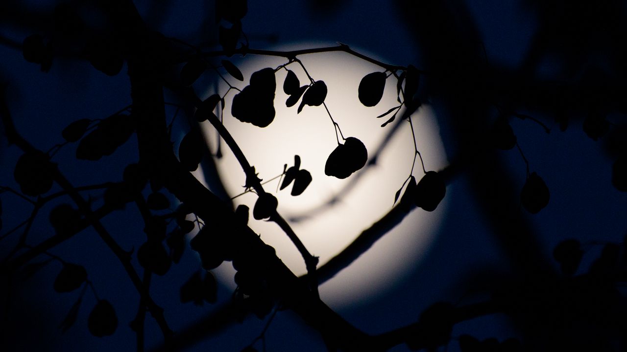 Wallpaper leaves, branches, silhouettes, moon, night, dark