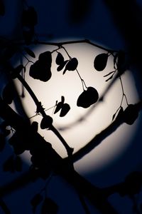 Preview wallpaper leaves, branches, silhouettes, moon, night, dark