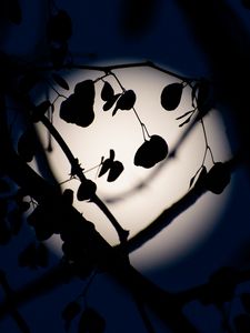 Preview wallpaper leaves, branches, silhouettes, moon, night, dark