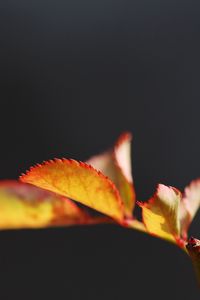 Preview wallpaper leaves, branches, spot, light