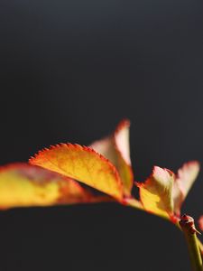 Preview wallpaper leaves, branches, spot, light