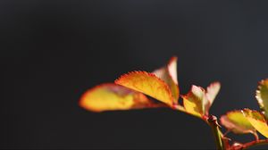 Preview wallpaper leaves, branches, spot, light