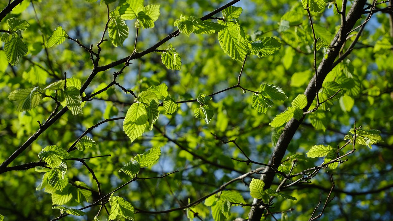 Wallpaper leaves, branches, spring, macro, green