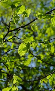 Preview wallpaper leaves, branches, spring, macro, green