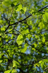 Preview wallpaper leaves, branches, spring, macro, green