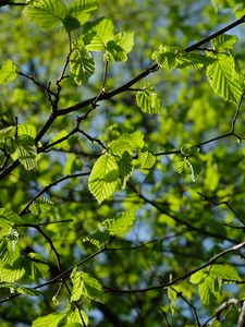 Preview wallpaper leaves, branches, spring, macro, green