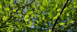 Preview wallpaper leaves, branches, spring, macro, green