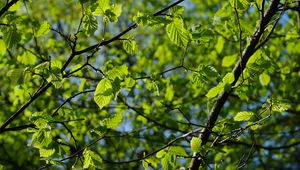 Preview wallpaper leaves, branches, spring, macro, green