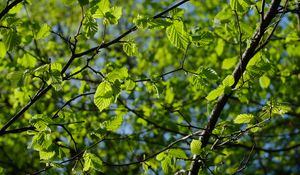 Preview wallpaper leaves, branches, spring, macro, green