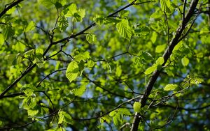 Preview wallpaper leaves, branches, spring, macro, green