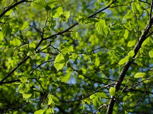 Preview wallpaper leaves, branches, spring, macro, green