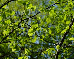 Preview wallpaper leaves, branches, spring, macro, green
