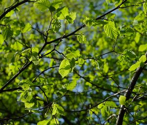 Preview wallpaper leaves, branches, spring, macro, green