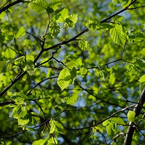 Preview wallpaper leaves, branches, spring, macro, green