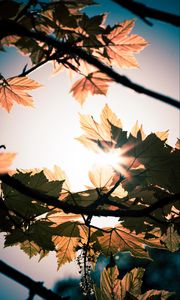 Preview wallpaper leaves, branches, sun, sunshine, light