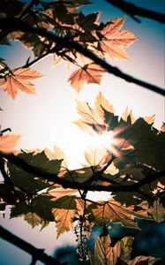 Preview wallpaper leaves, branches, sun, sunshine, light