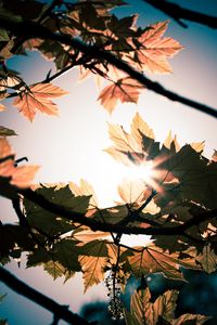 Preview wallpaper leaves, branches, sun, sunshine, light