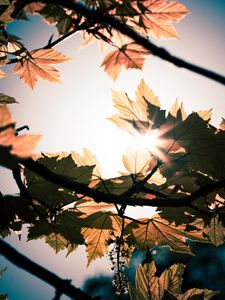 Preview wallpaper leaves, branches, sun, sunshine, light