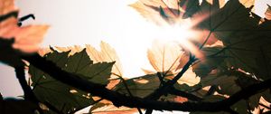 Preview wallpaper leaves, branches, sun, sunshine, light