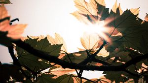 Preview wallpaper leaves, branches, sun, sunshine, light