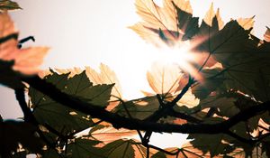 Preview wallpaper leaves, branches, sun, sunshine, light