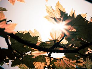 Preview wallpaper leaves, branches, sun, sunshine, light