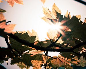 Preview wallpaper leaves, branches, sun, sunshine, light