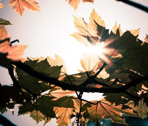 Preview wallpaper leaves, branches, sun, sunshine, light