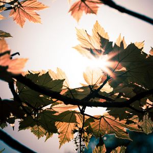 Preview wallpaper leaves, branches, sun, sunshine, light