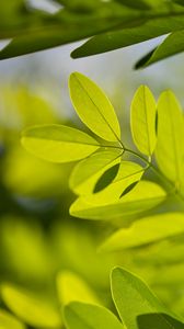 Preview wallpaper leaves, branches, sunlight, shadows, macro